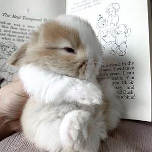 Meet your Posher, Lilly